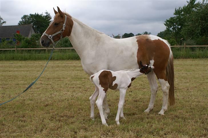 Pinto Enekær's Sambatino *Årets land og fritid hest* - Så er de ude for første gang...  billede 4
