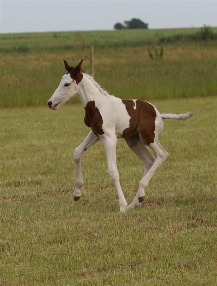 Pinto Enekær's Sambatino *Årets land og fritid hest* - 2 dage gammel, synes det er rimeligt godt gået med sådan en svær dressurøvelse når man er så lille.. ;) billede 5