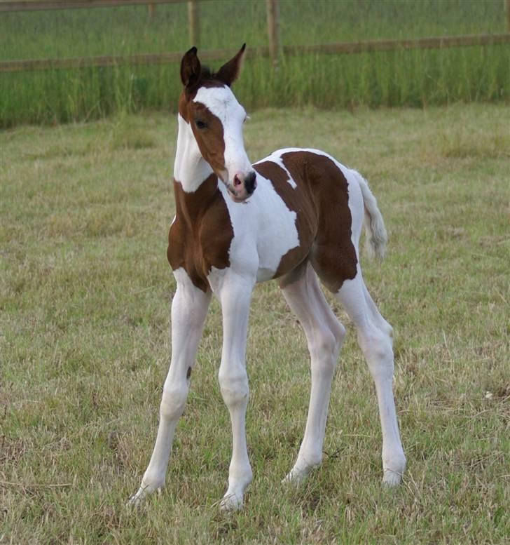 Pinto Enekær's Sambatino *Årets land og fritid hest* - Fin fin... billede 6