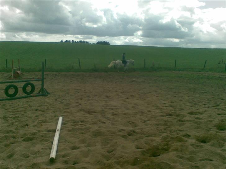 Anden særlig race Aim At The Sky - Har for lange tøjler, så det ser lidt forkert ud (; billede 19