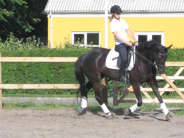 Dansk Varmblod Pepsi Star F.  R.I.P. billede 11