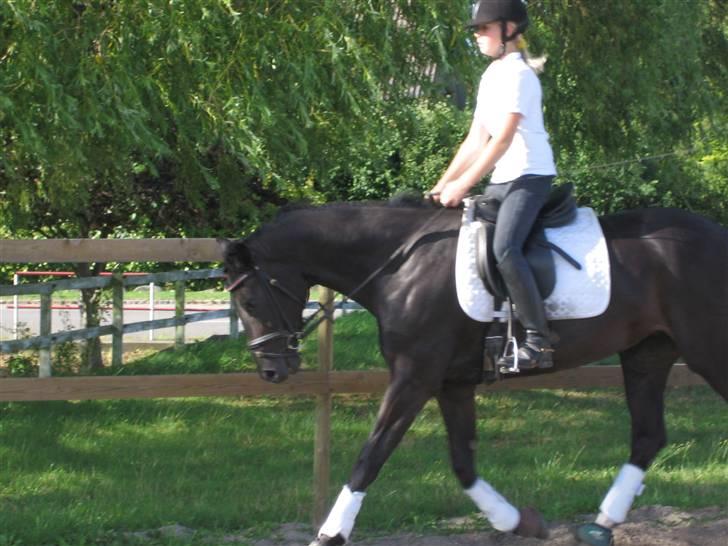 Dansk Varmblod Pepsi Star F.  R.I.P. billede 15