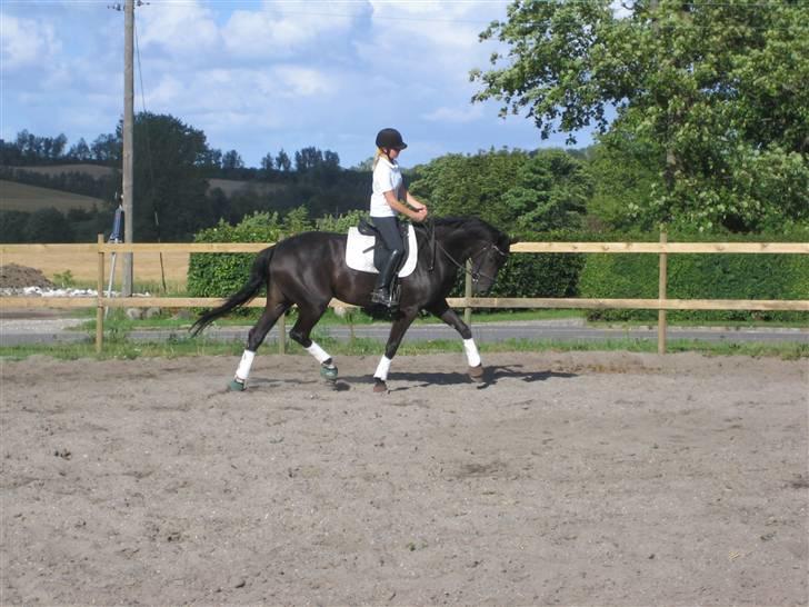 Dansk Varmblod Pepsi Star F.  R.I.P. billede 18