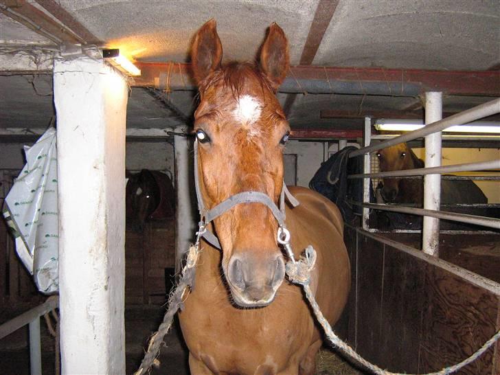 Anden særlig race Contesses Babe *>Rider<3! - inde i stalden(; billede 3