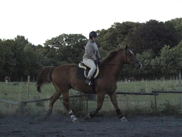 Oldenborg Ensock af Dybendal billede 14