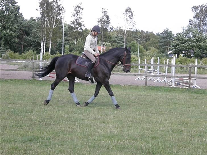 Dansk Varmblod Losanna <3  - Losanna<3                                               Taget af Line Hald :) billede 14