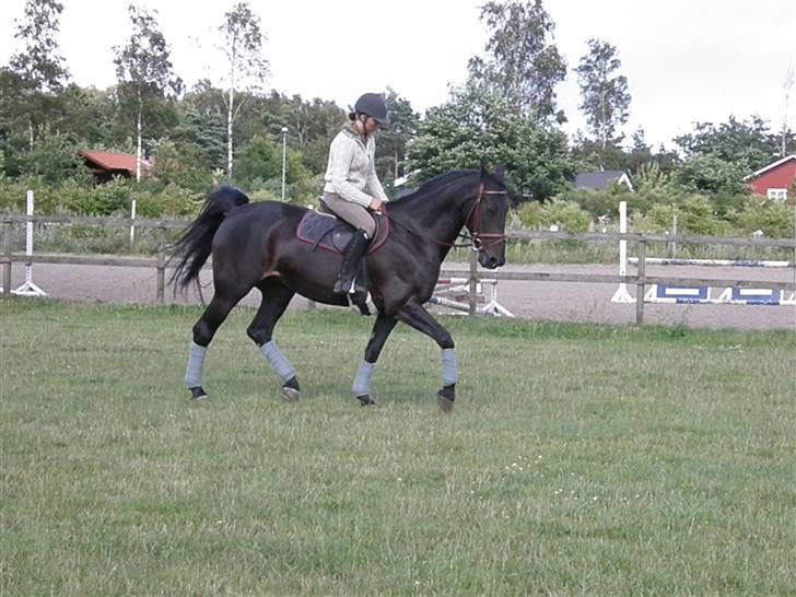 Dansk Varmblod Losanna <3  - Det bliver da bedre og bedre ;)                Taget af Line Hald :)  billede 15