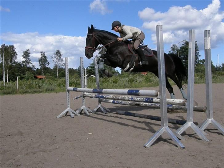 Dansk Varmblod Losanna <3  - I belive I Can fly <3 :D                                                            Taget af Line Hald :)  billede 19