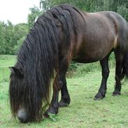 Nordsvensk Skovhest Saga