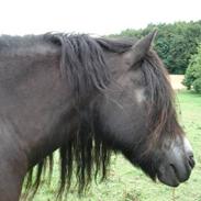 Nordsvensk Skovhest Saga