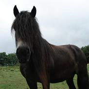 Nordsvensk Skovhest Saga