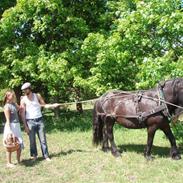 Nordsvensk Skovhest Saga
