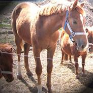 Dansk Varmblod Rebella La Rouge