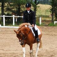 Welsh Pony af Cob-type (sec C) Dyrkærgårds Apache