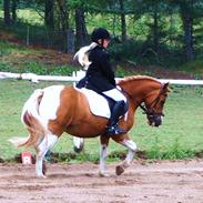 Welsh Pony af Cob-type (sec C) Dyrkærgårds Apache