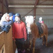 Islænder Demantur fra Nr. Tolstrup