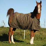 Arabisk fuldblod (OX) Glacer 