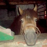 Anden særlig race Midnight Max