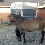 Anden særlig race Midnight Max