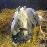 Welsh Pony af Cob-type (sec C) Lyngvejens Ero *solgt* :/