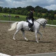 Welsh Pony af Cob-type (sec C) Lyngvejens Ero *solgt* :/