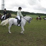 Welsh Pony af Cob-type (sec C) Lyngvejens Ero *solgt* :/