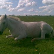 Anden særlig race silver (sille)