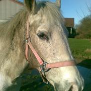 Anden særlig race silver (sille)