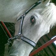 Anden særlig race silver (sille)