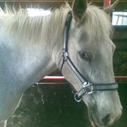 Anden særlig race silver (sille)