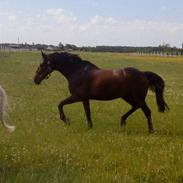 Anden særlig race Stormy sejsal