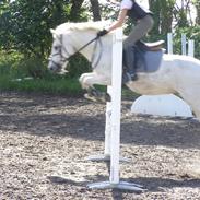 Connemara RIPMajgaardens Navigator 