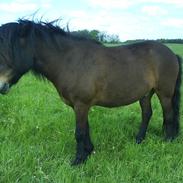 Islænder Sindri f Rynkeby(ridesk.)