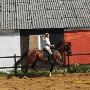 Dansk Varmblod Rosinebjergård Come Late