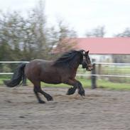 Fell pony Bybeck Georgie Girl