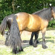 Fell pony Bybeck Georgie Girl