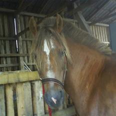 Anden særlig race Joy *SOLGT*  