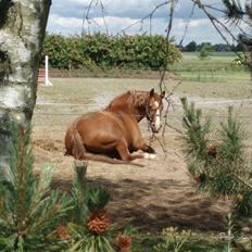 Frederiksborg | Tatjana | ( R. I. P.) 