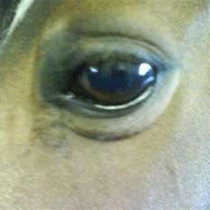 New Forest staldbakkens Tic-Tacs 