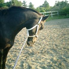 Anden særlig race Josefine