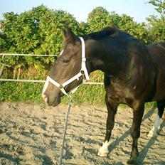 Anden særlig race Josefine