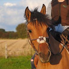 Anden særlig race Holmgaards Jazmin tidl pt