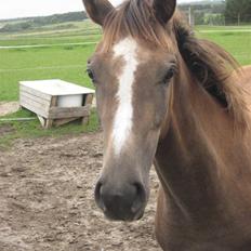 Dansk Varmblod vena blúsbakke
