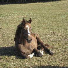 Dansk Varmblod vena blúsbakke