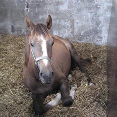 Dansk Varmblod vena blúsbakke