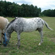 Appaloosa Benno