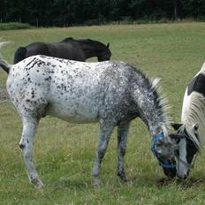 Appaloosa Benno