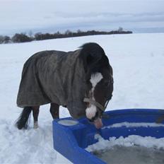 Welsh Mountain (sec A) Oliver
