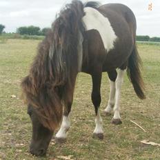 Anden særlig race Stabygårds Flurie SOLGT