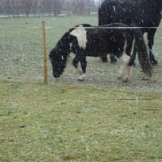 Anden særlig race Stabygårds Flurie SOLGT